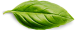 basil-leaf basil-leaf